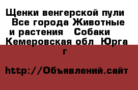 Щенки венгерской пули - Все города Животные и растения » Собаки   . Кемеровская обл.,Юрга г.